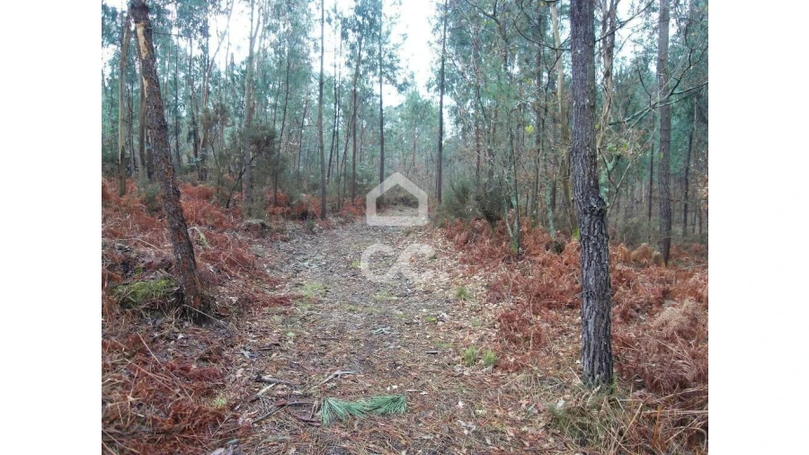 Terreno para Venda em Infantas Foto 14