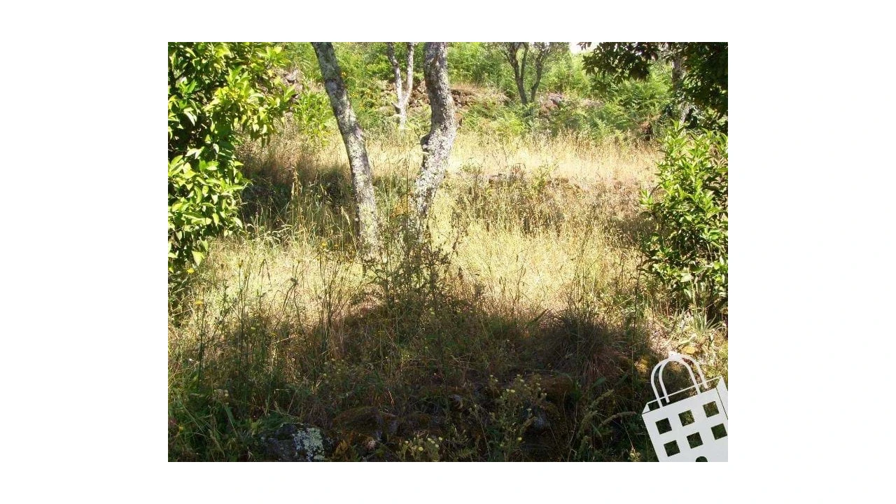 Moradia para Venda em São Pedro do Sul, Várzea e Baiões Foto 9