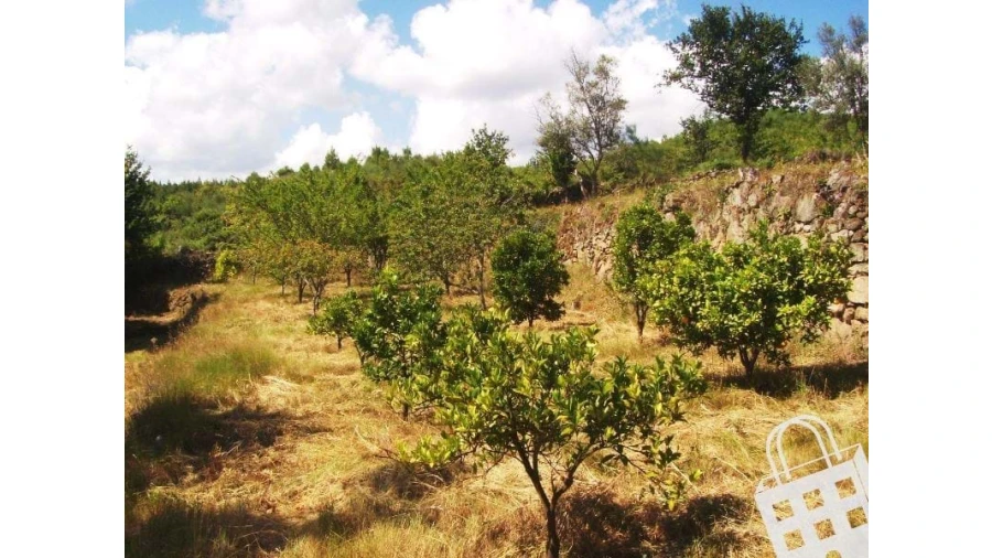 Moradia para Venda em São Pedro do Sul, Várzea e Baiões Foto 7