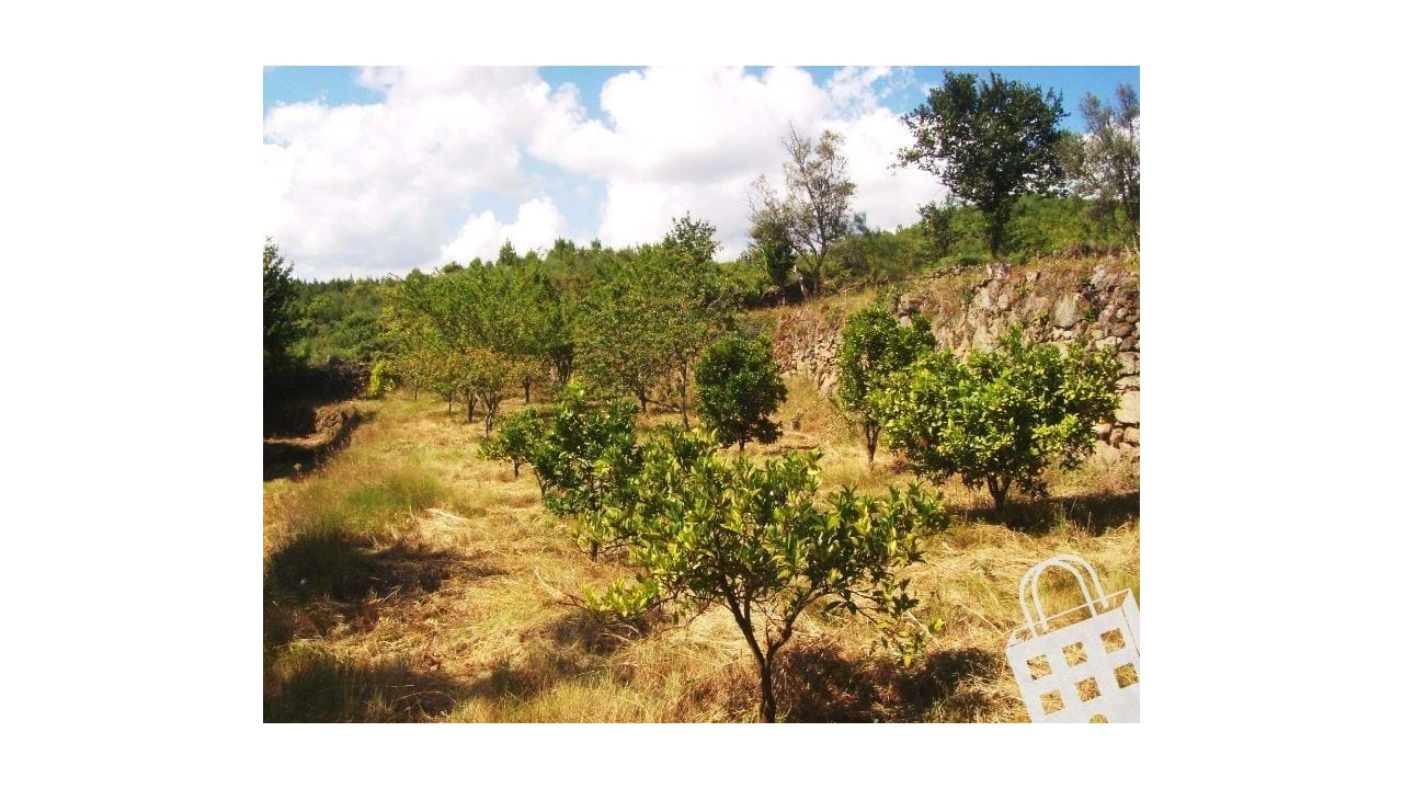 Moradia para Venda em São Pedro do Sul, Várzea e Baiões Foto 7