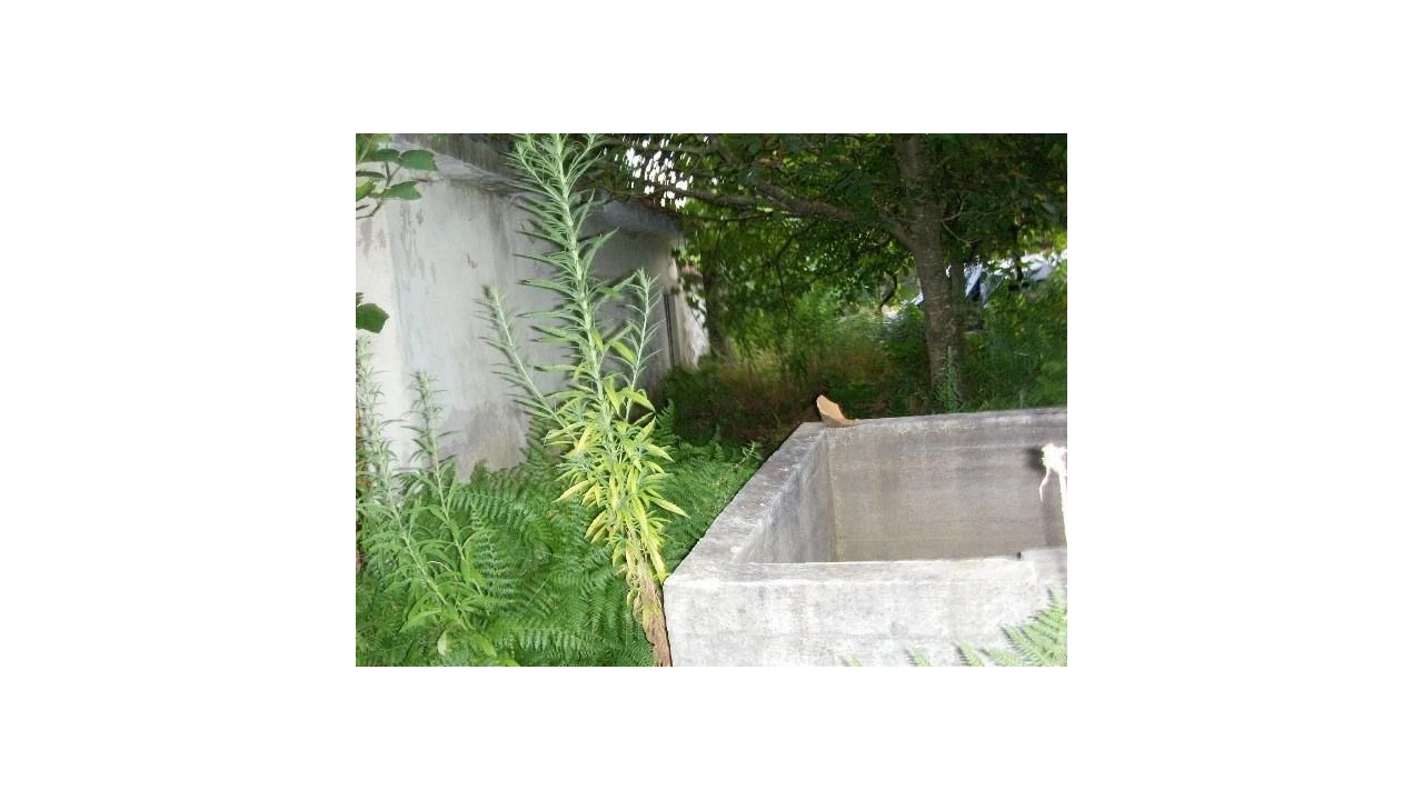 Moradia para Venda em Carvalhais e Candal Foto 10