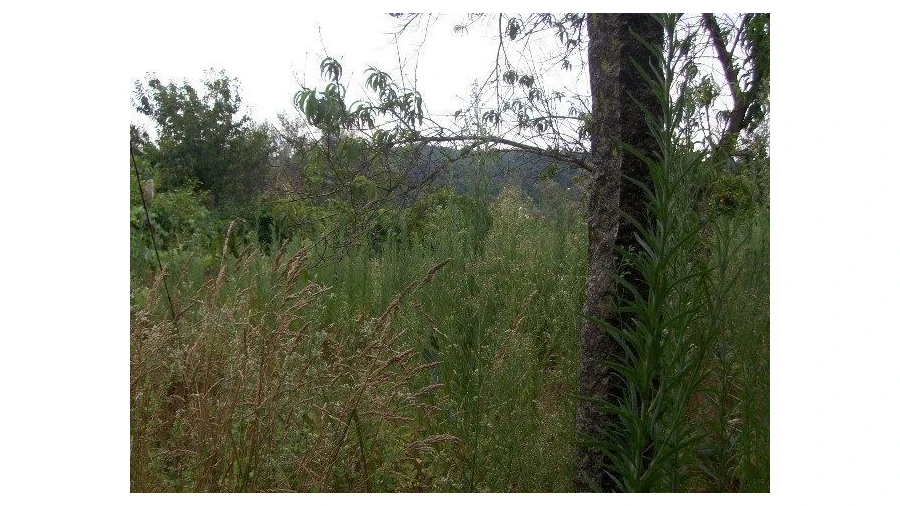 Moradia para Venda em Carvalhais e Candal Foto 9