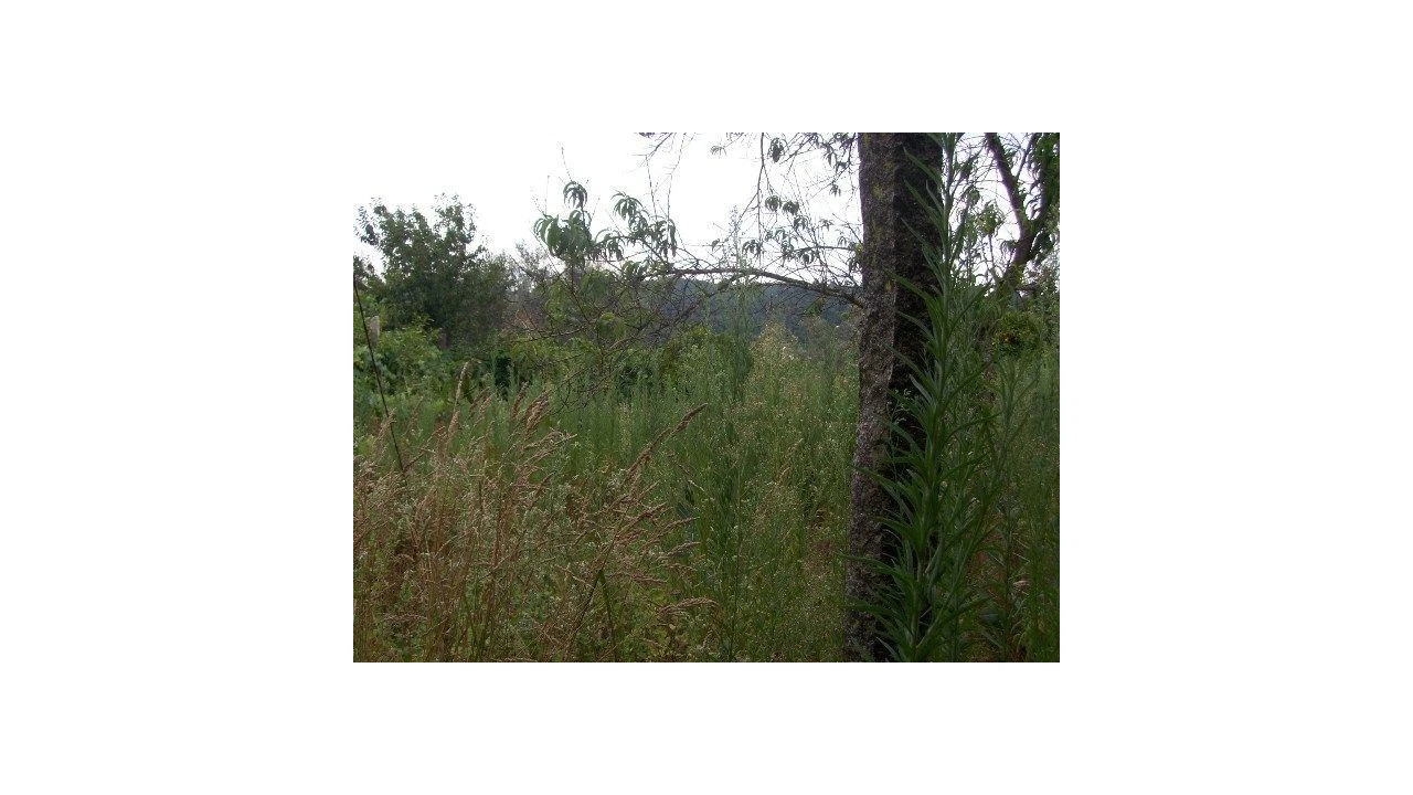 Moradia para Venda em Carvalhais e Candal Foto 9