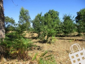 Terreno para Venda em Campo