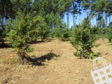 Terreno para Venda em Campo