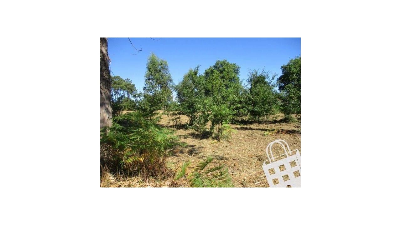 Terreno para Venda em Campo Foto 2