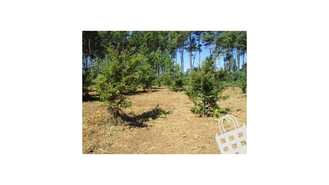 Terreno para Venda em Campo Foto 7