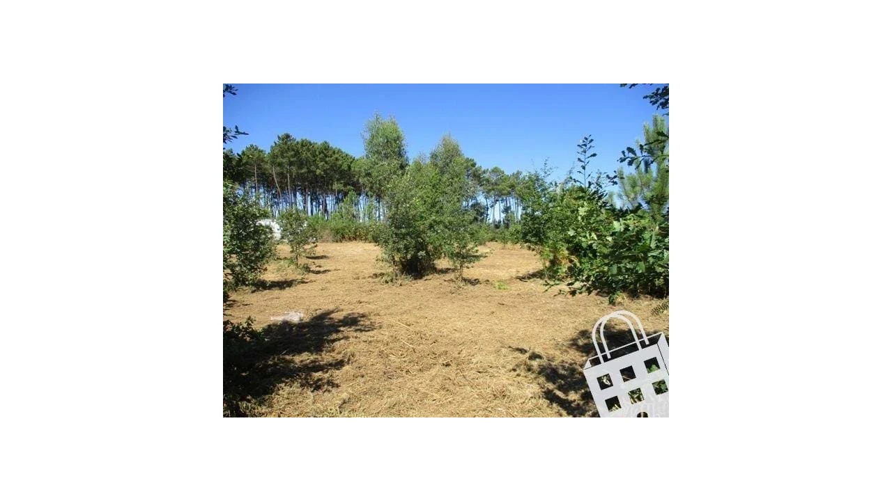 Terreno para Venda em Campo Foto 1