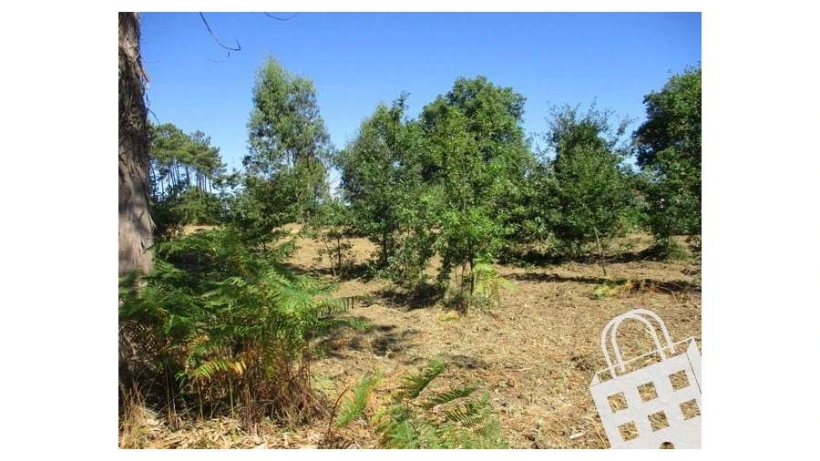 Terreno para Venda em Campo Foto 2