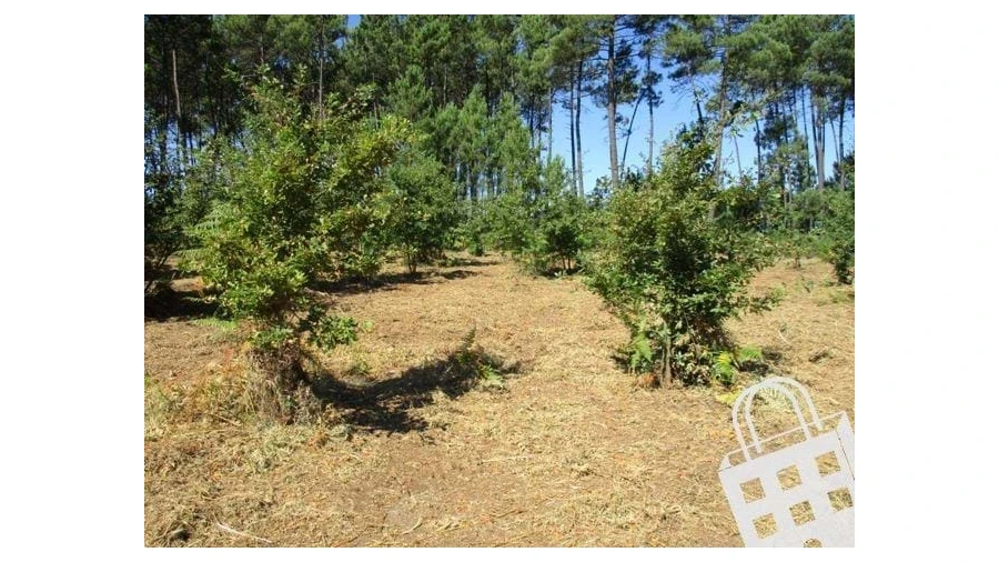 Terreno para Venda em Campo Foto 7