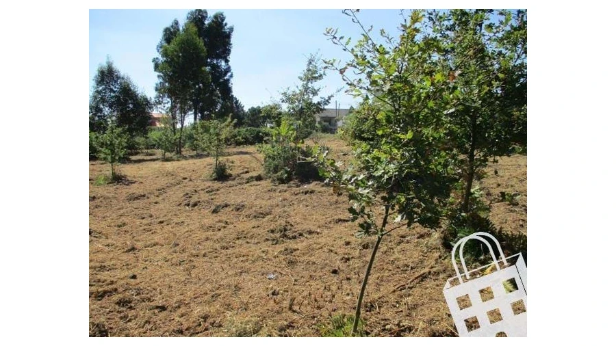 Terreno para Venda em Campo Foto 6