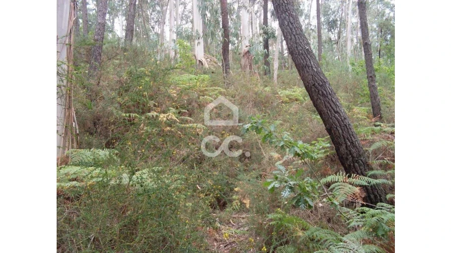 Terreno para Venda em Infantas Foto 5