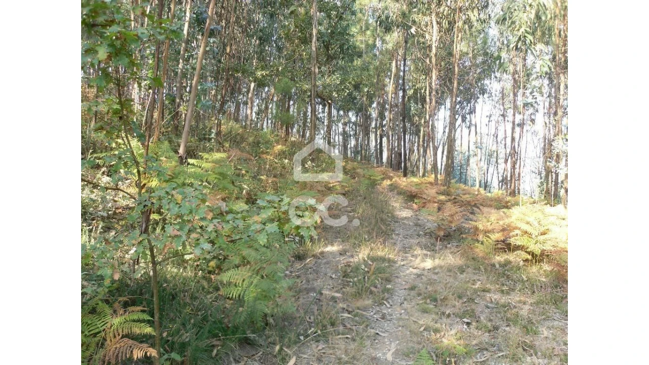 Terreno para Venda em Oliveira, São Paio e São Sebastião Foto 13