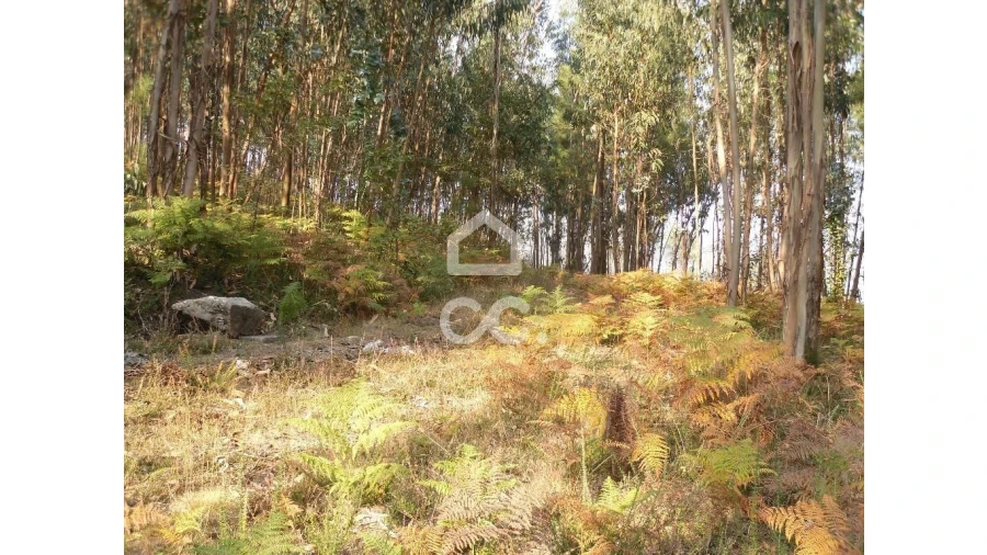 Terreno para Venda em Oliveira, São Paio e São Sebastião Foto 12