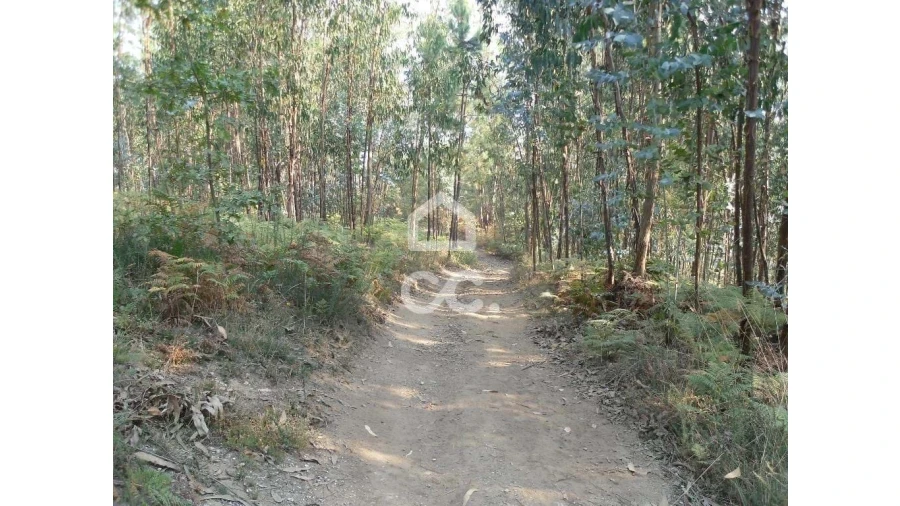 Terreno para Venda em Oliveira, São Paio e São Sebastião Foto 7