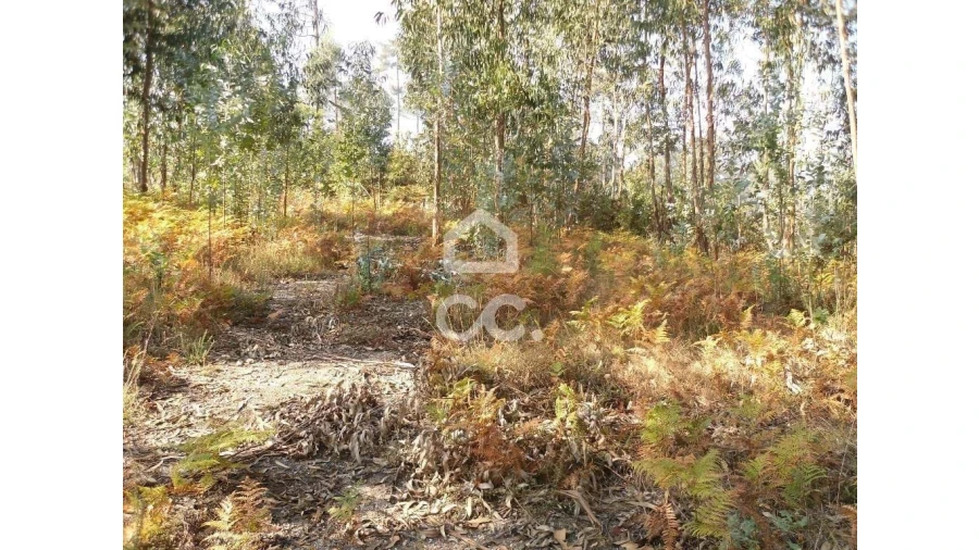 Terreno para Venda em Oliveira, São Paio e São Sebastião Foto 16
