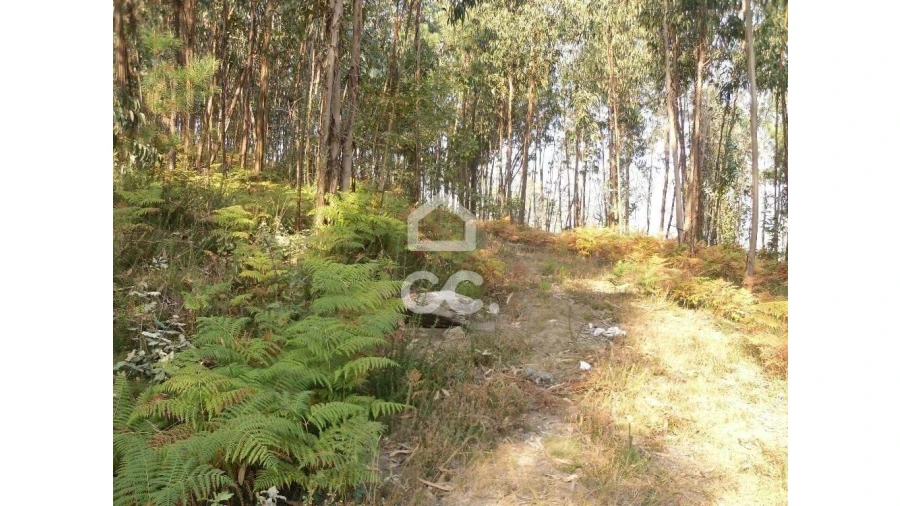Terreno para Venda em Oliveira, São Paio e São Sebastião Foto 11
