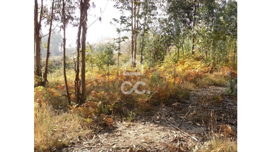 Terreno para Venda em Oliveira, São Paio e São Sebastião Foto 17