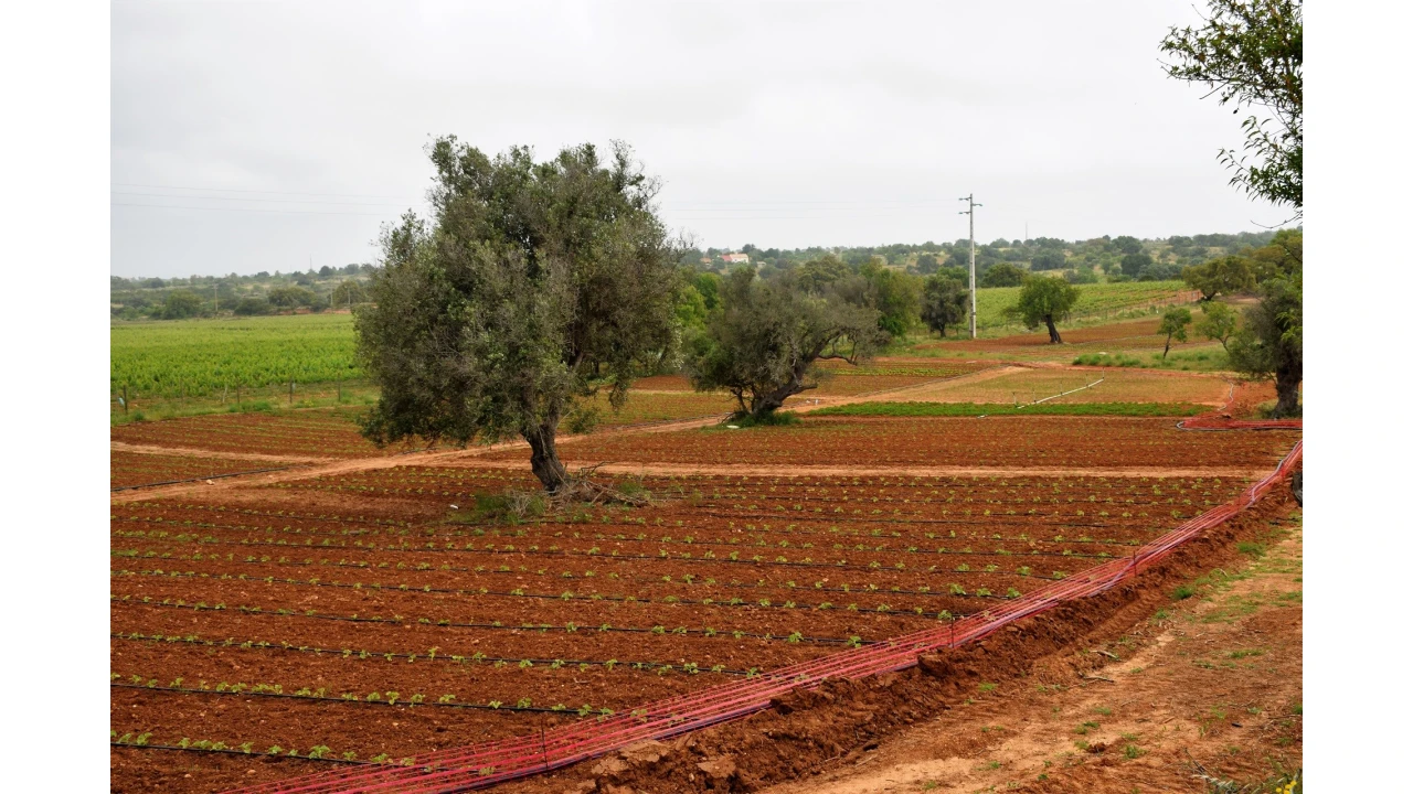 Quinta para Venda em Guia Foto 1