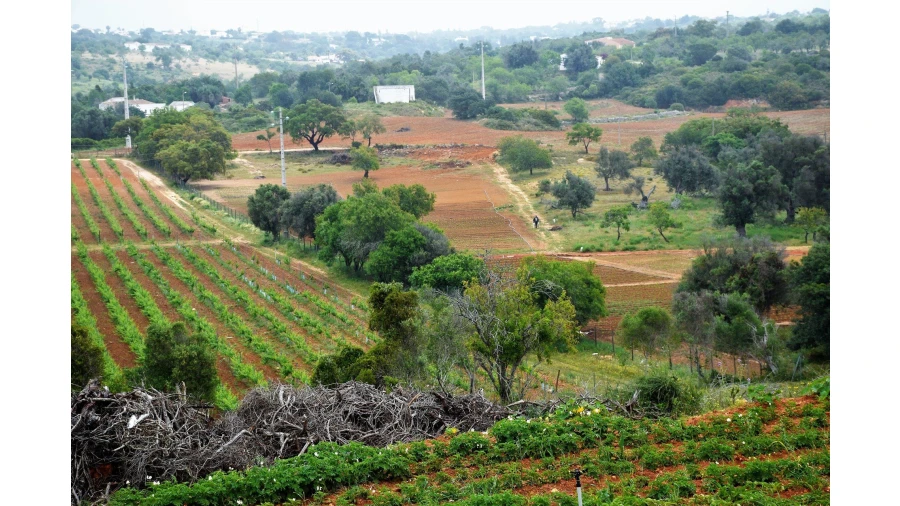 Quinta para Venda em Guia Foto 2