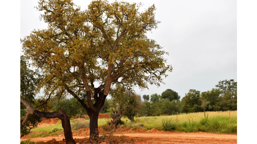 Quinta para Venda em Guia Foto 6
