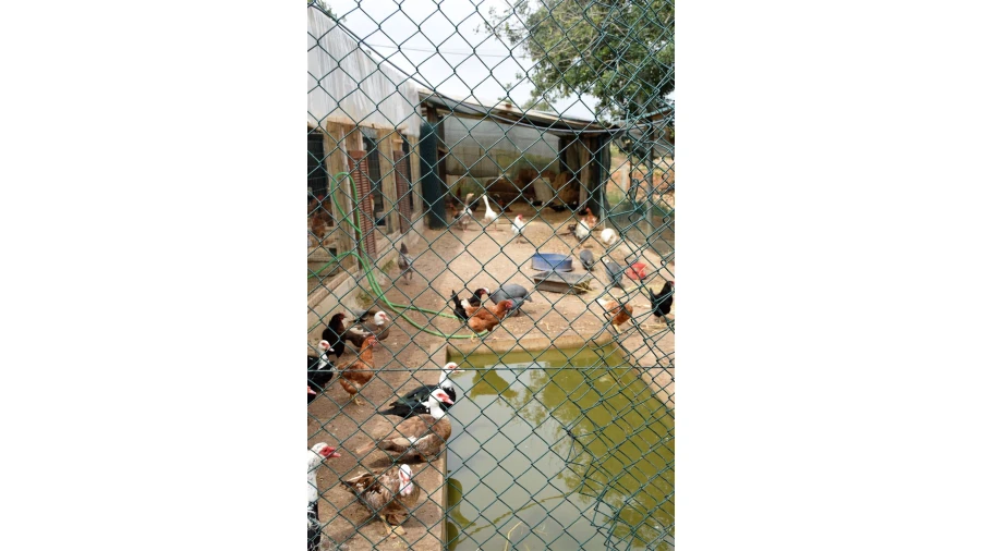 Quinta para Venda em Guia Foto 11