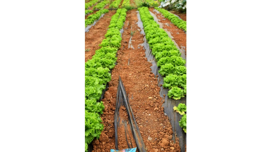 Quinta para Venda em Guia Foto 4