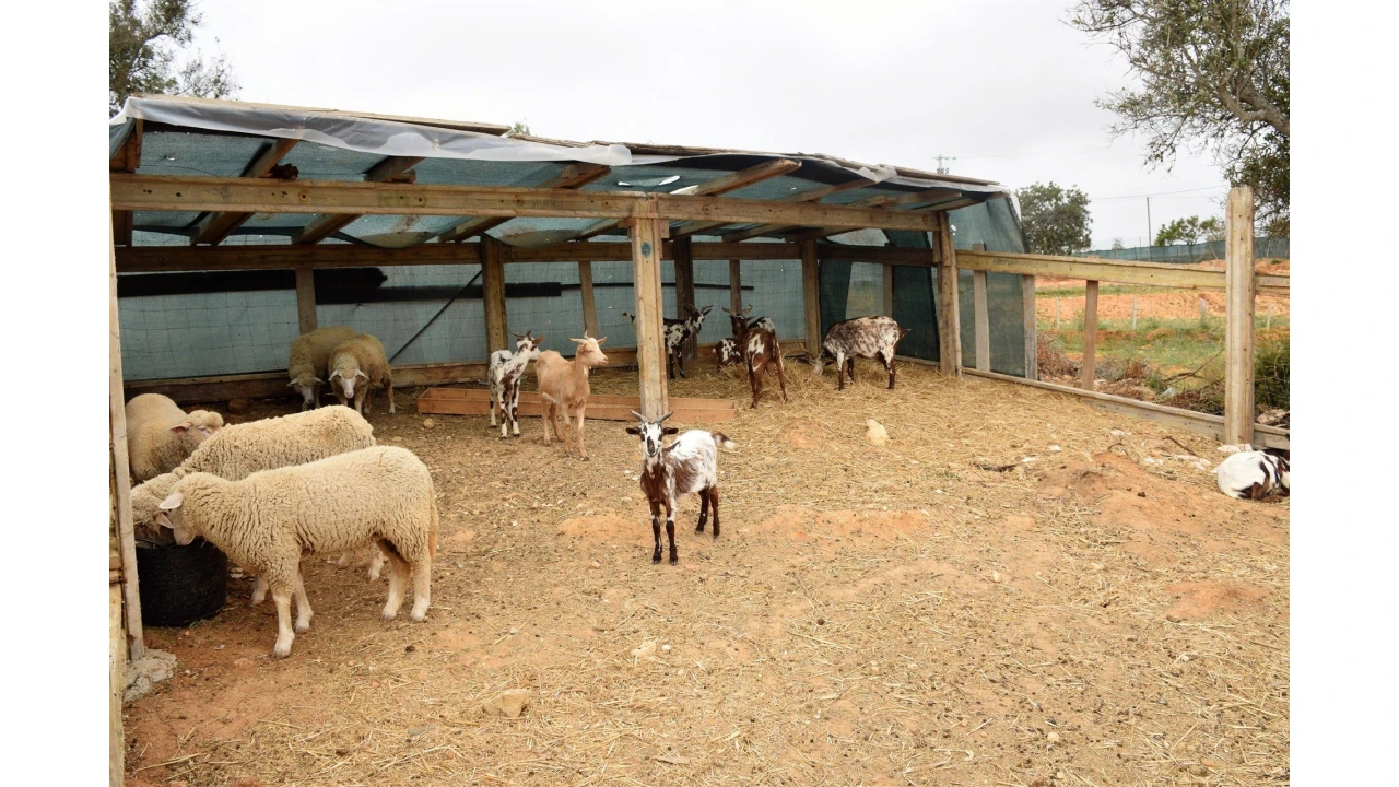 Quinta para Venda em Guia Foto 9