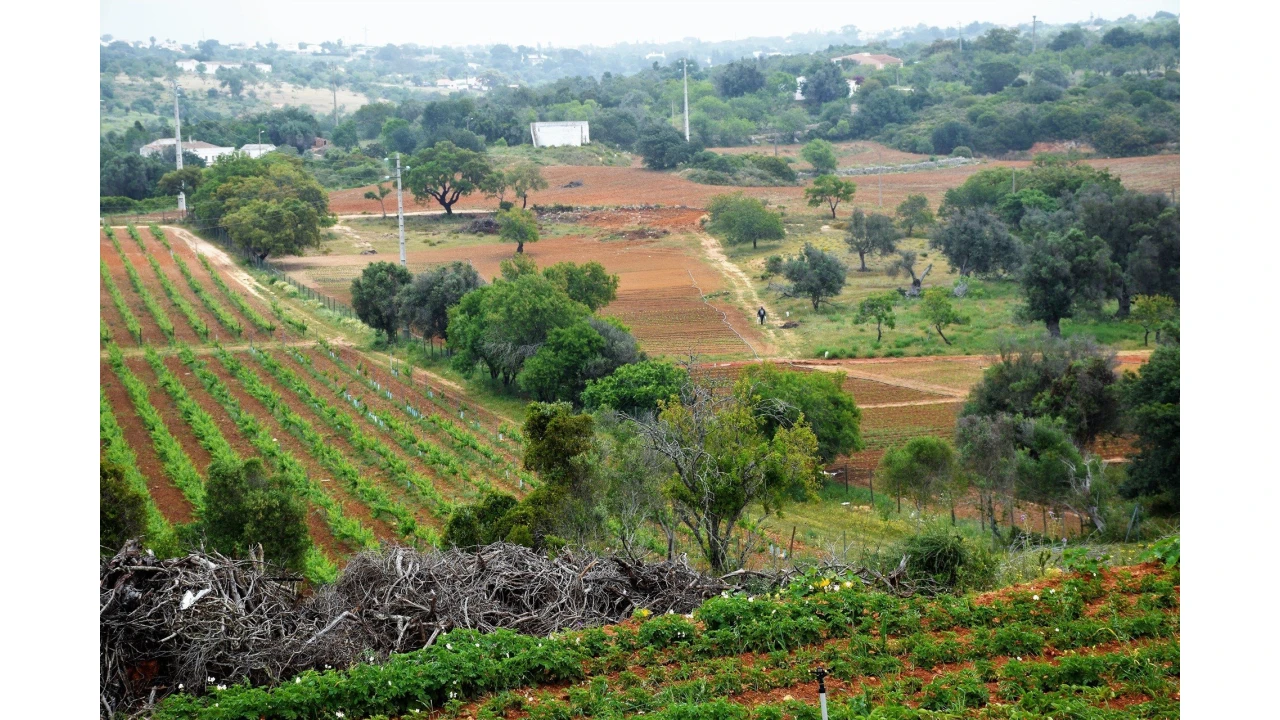 Quinta para Venda em Guia Foto 2