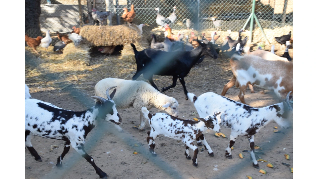 Quinta para Venda em Guia Foto 10