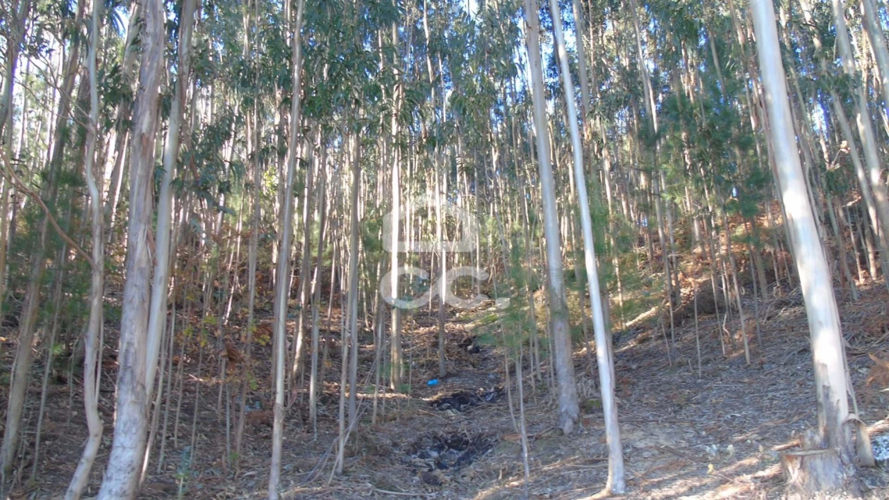 Terreno para Venda em Arões (São Romão) Foto 3