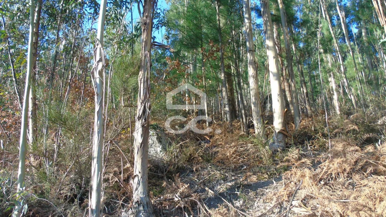 Terreno para Venda em Arões (São Romão) Foto 4