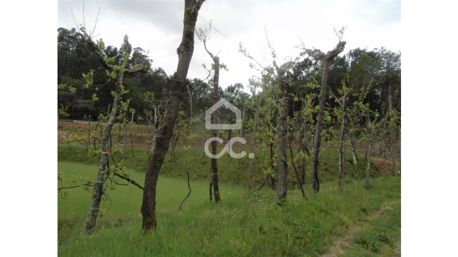 Quinta T5 para Venda em Selho São Lourenço e Gominhães Foto 10