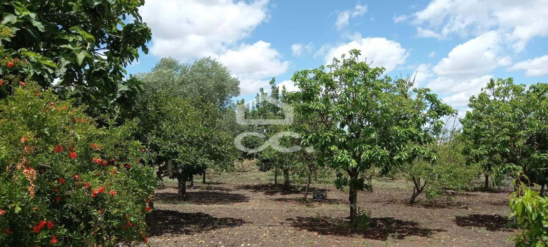 Quinta T3 para Venda em Beja (Santiago Maior e São João Baptista) Foto 6