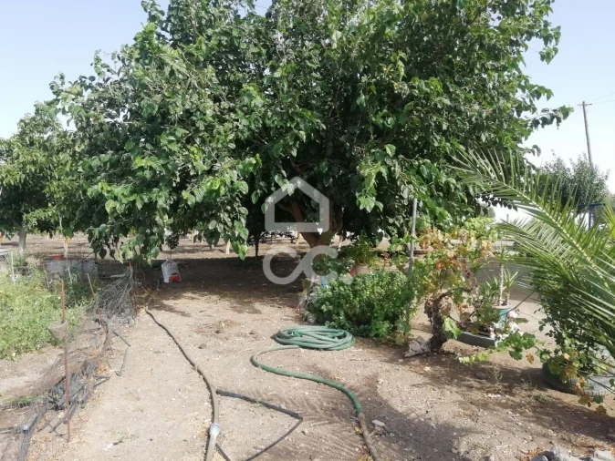 Quinta T3 para Venda em Beja (Santiago Maior e São João Baptista) Foto 24