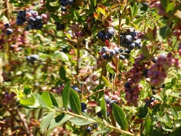 Quinta para Venda em Viseu
