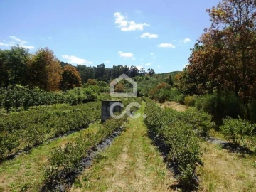 Quinta para Venda em Viseu