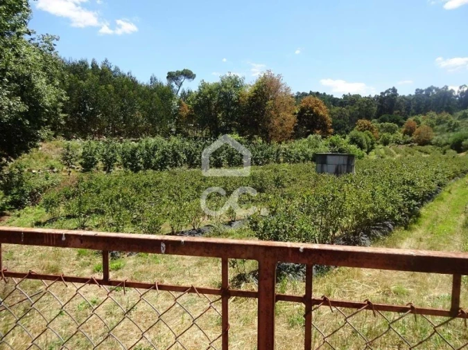 Quinta para Venda em Viseu Foto 36