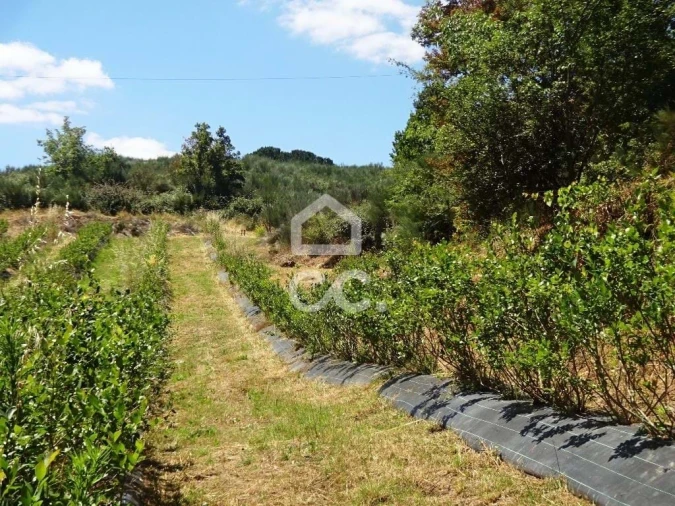 Quinta para Venda em Viseu Foto 19