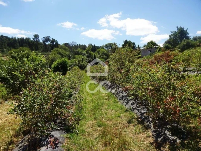 Quinta para Venda em Viseu Foto 16