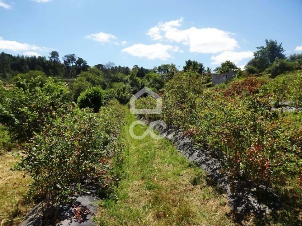 Quinta para Venda em Viseu Foto 16