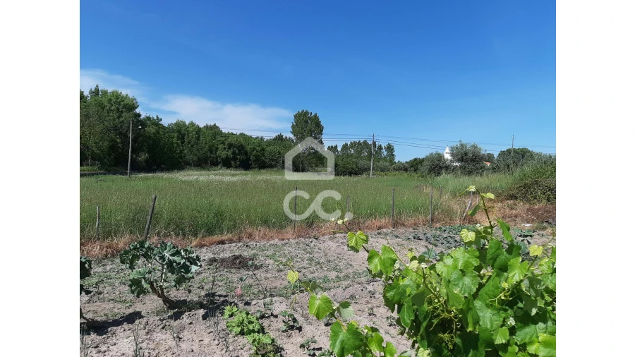 Terreno para Venda em Canas de Senhorim Foto 4