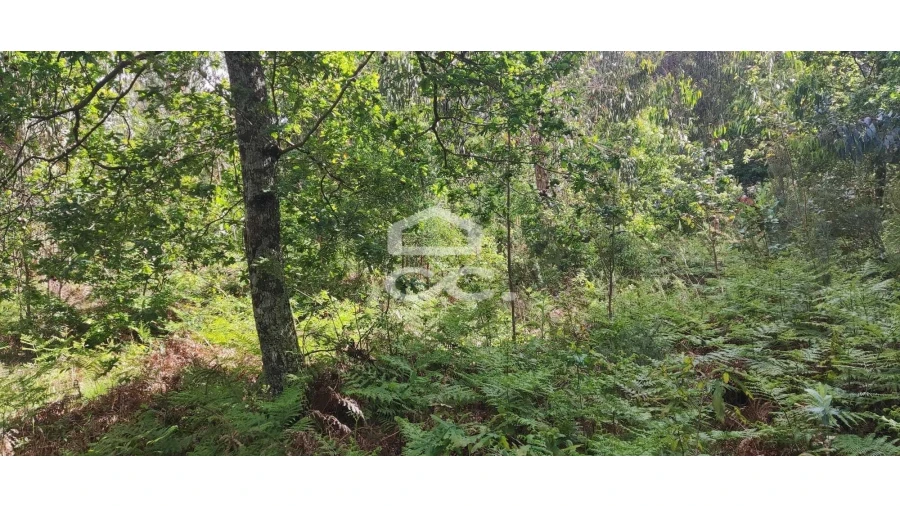 Terreno para Venda em Cepães e Fareja Foto 10