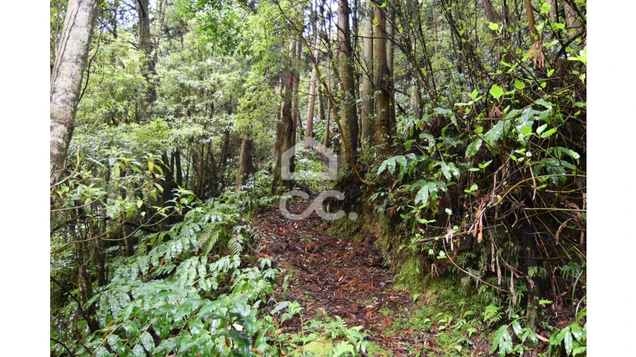 Terreno para Venda em Agua de Pau Foto 8