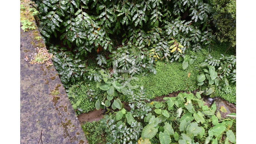 Terreno para Venda em Agua de Pau Foto 6