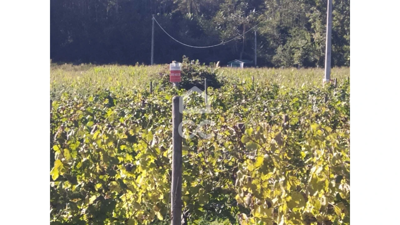 Terreno para Venda em Briteiros Santo Estêvão e Donim Foto 1