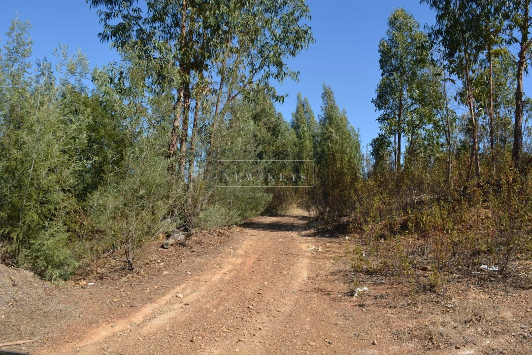 Terreno para Venda em Mexilhoeira Grande Foto 3