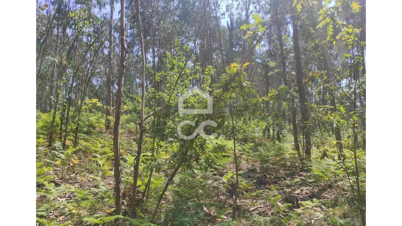 Terreno para Venda em Vale (São Cosme), Telhado e Portela Foto 11
