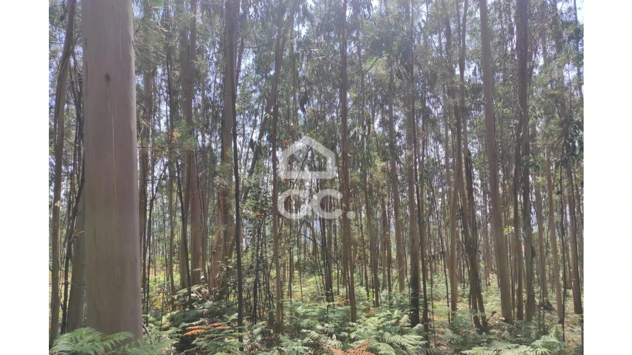 Terreno para Venda em Vale (São Cosme), Telhado e Portela Foto 6