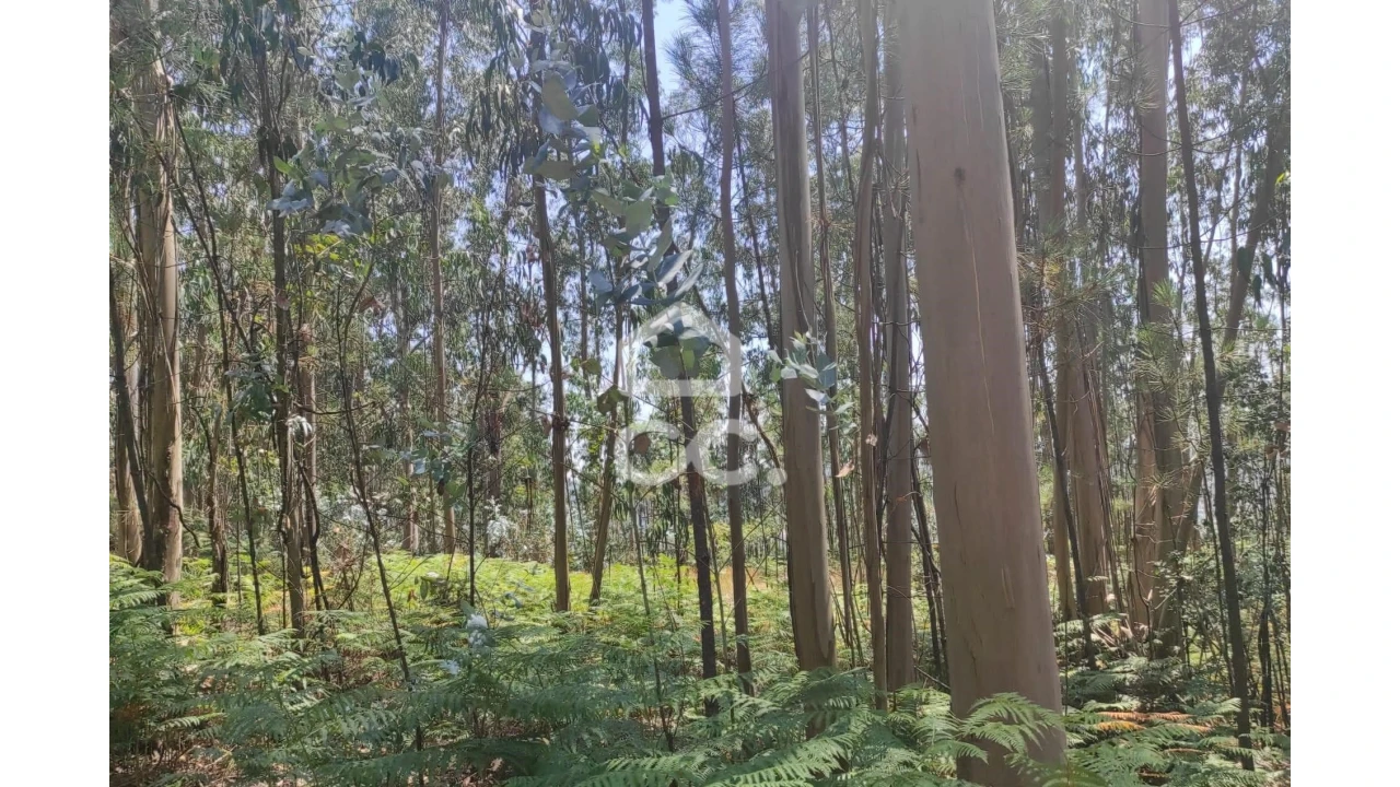 Terreno para Venda em Vale (São Cosme), Telhado e Portela Foto 12